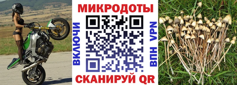 Галлюциногенные грибы Psilocybe  Кимры 